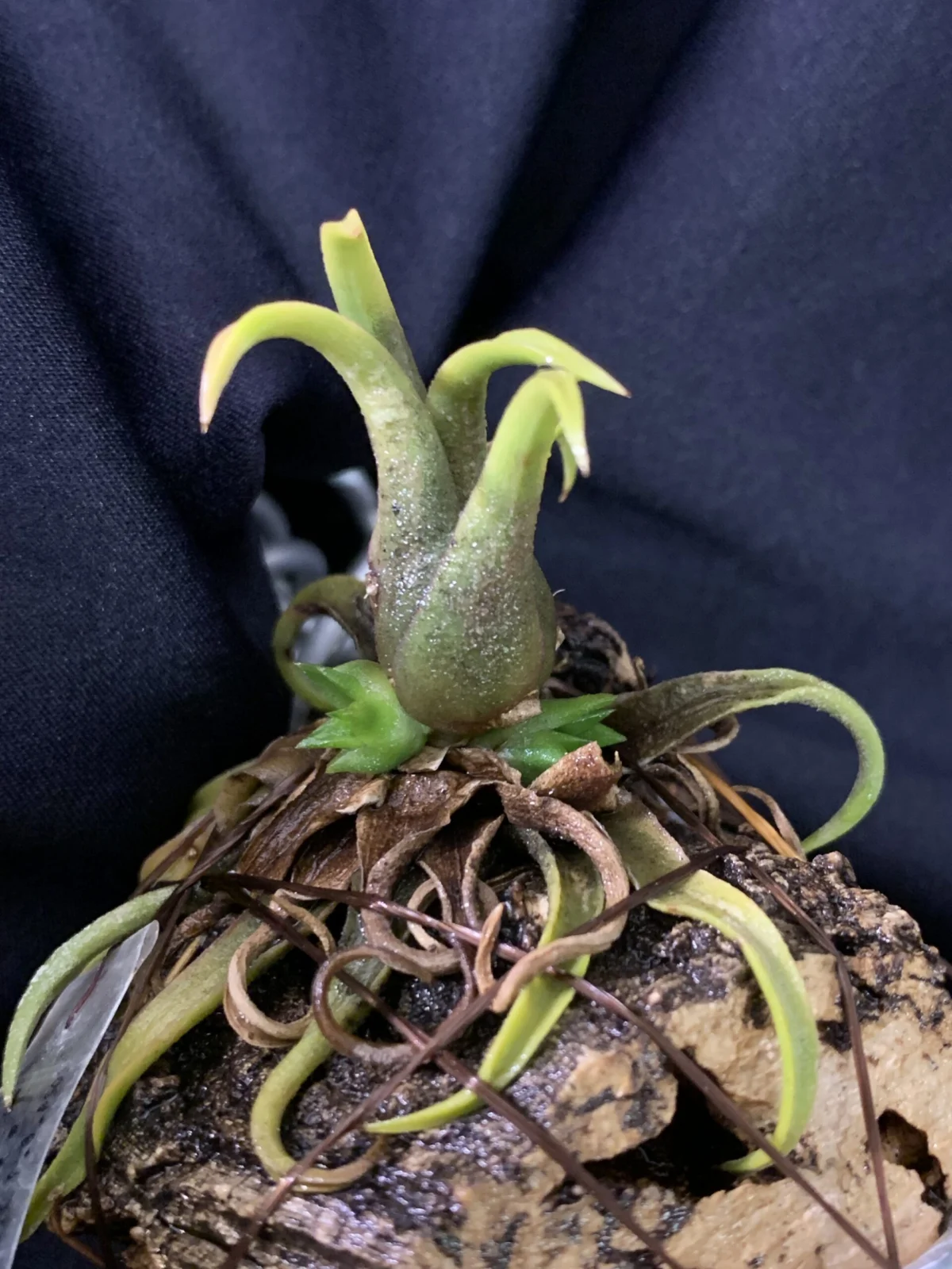 ティランジア　イオナンタ　オールウェイズピンク　蒸れたその後