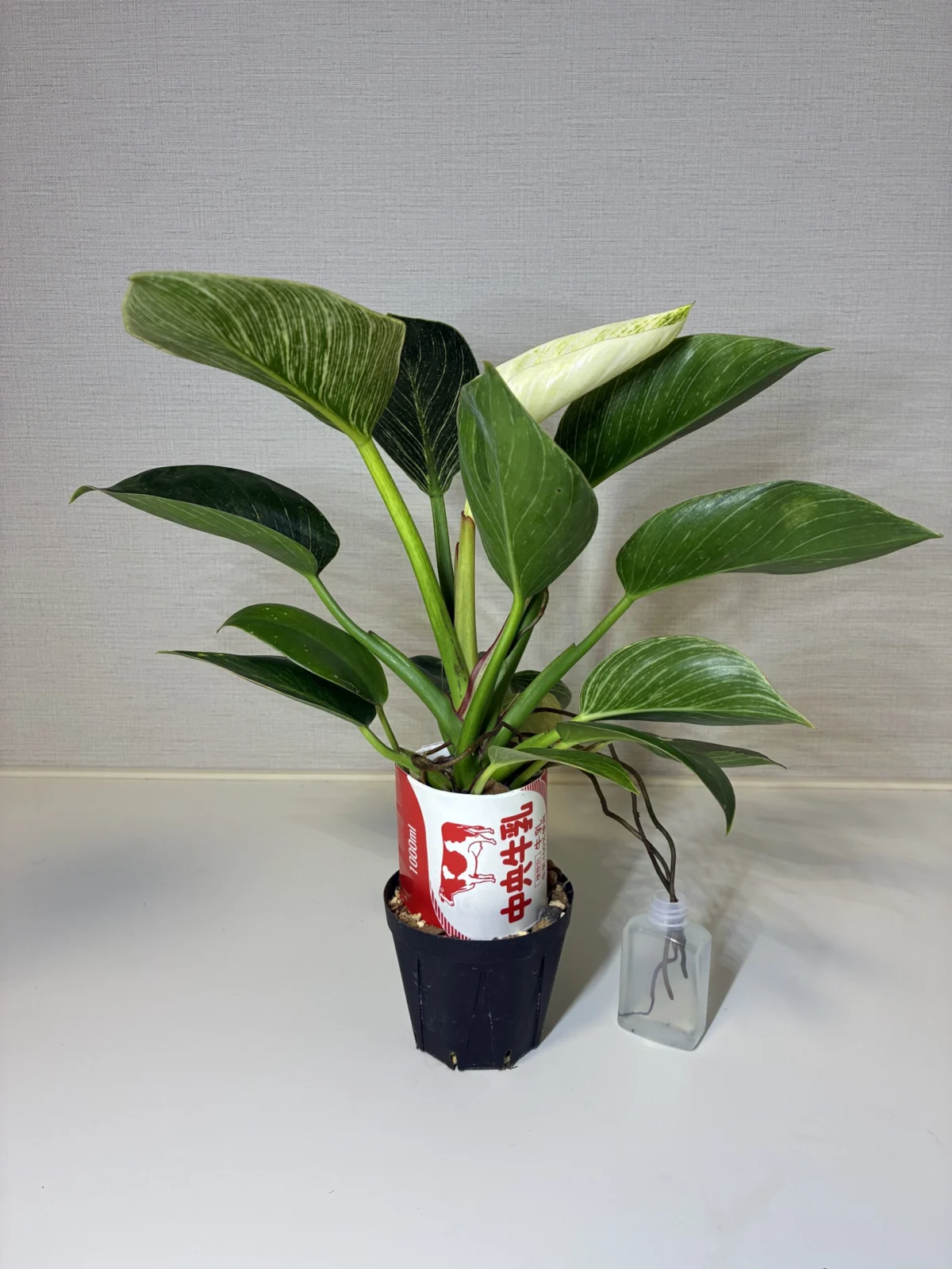 フィロデンドロン　バーキン