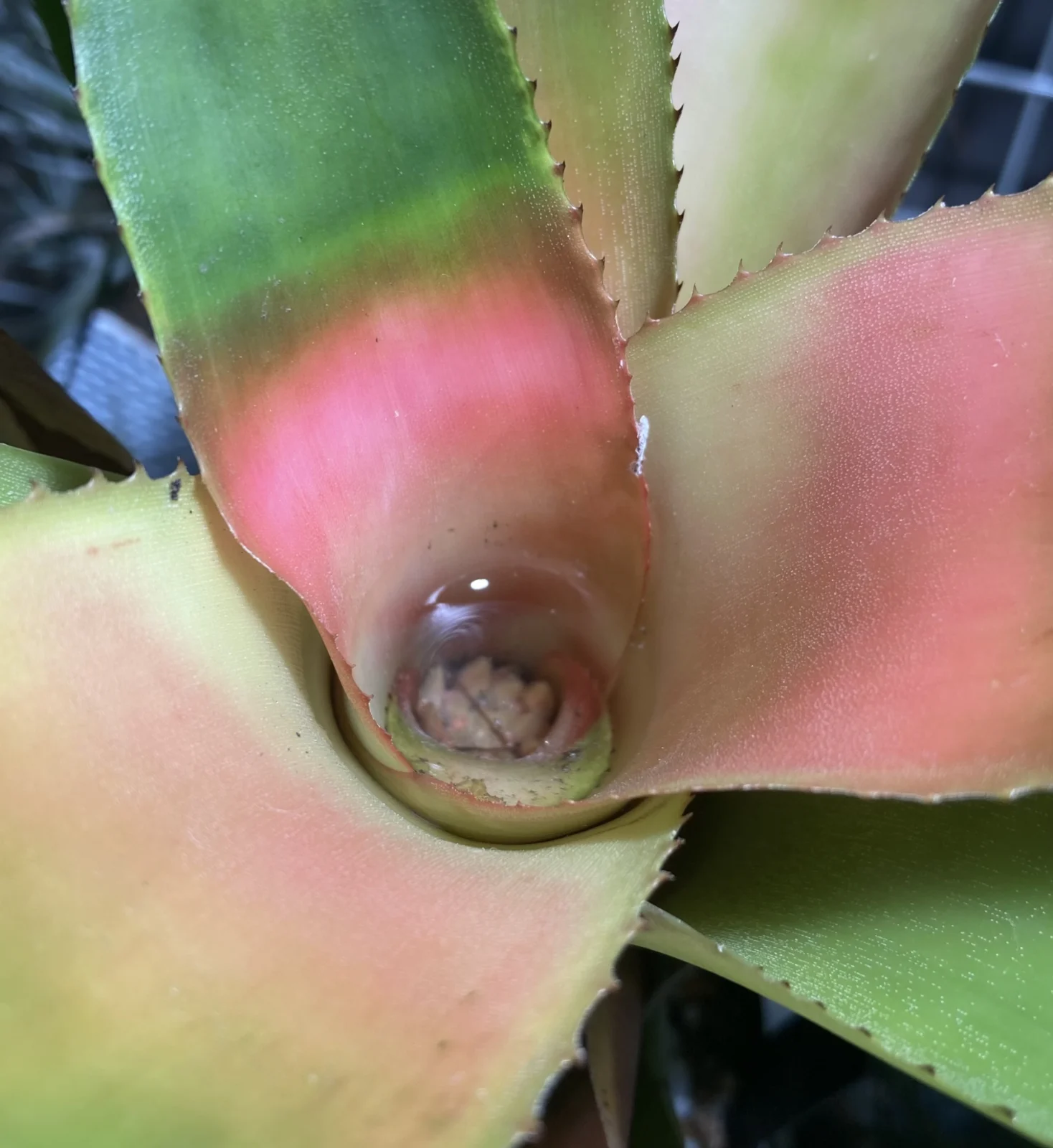 ネオレゲリア エルトニアナ ♯2 ロングストロン 花芽
