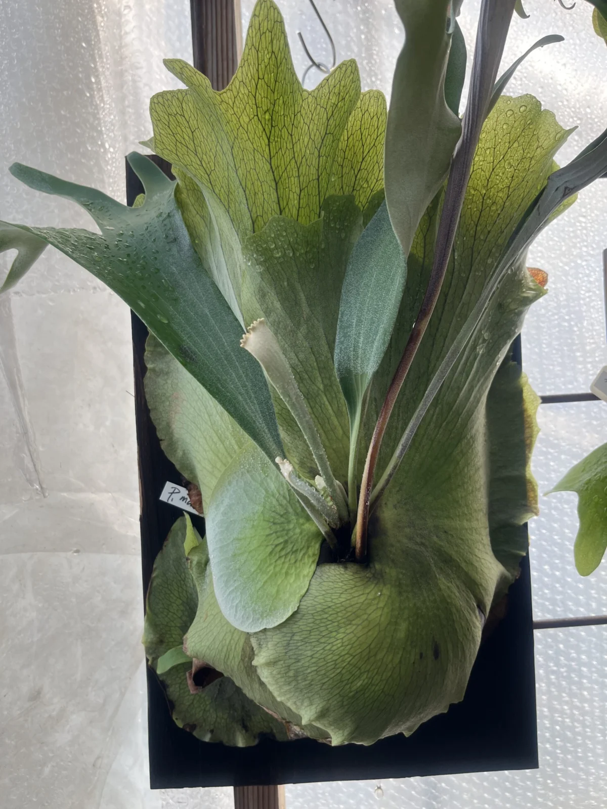 ビカクシダ マジュス