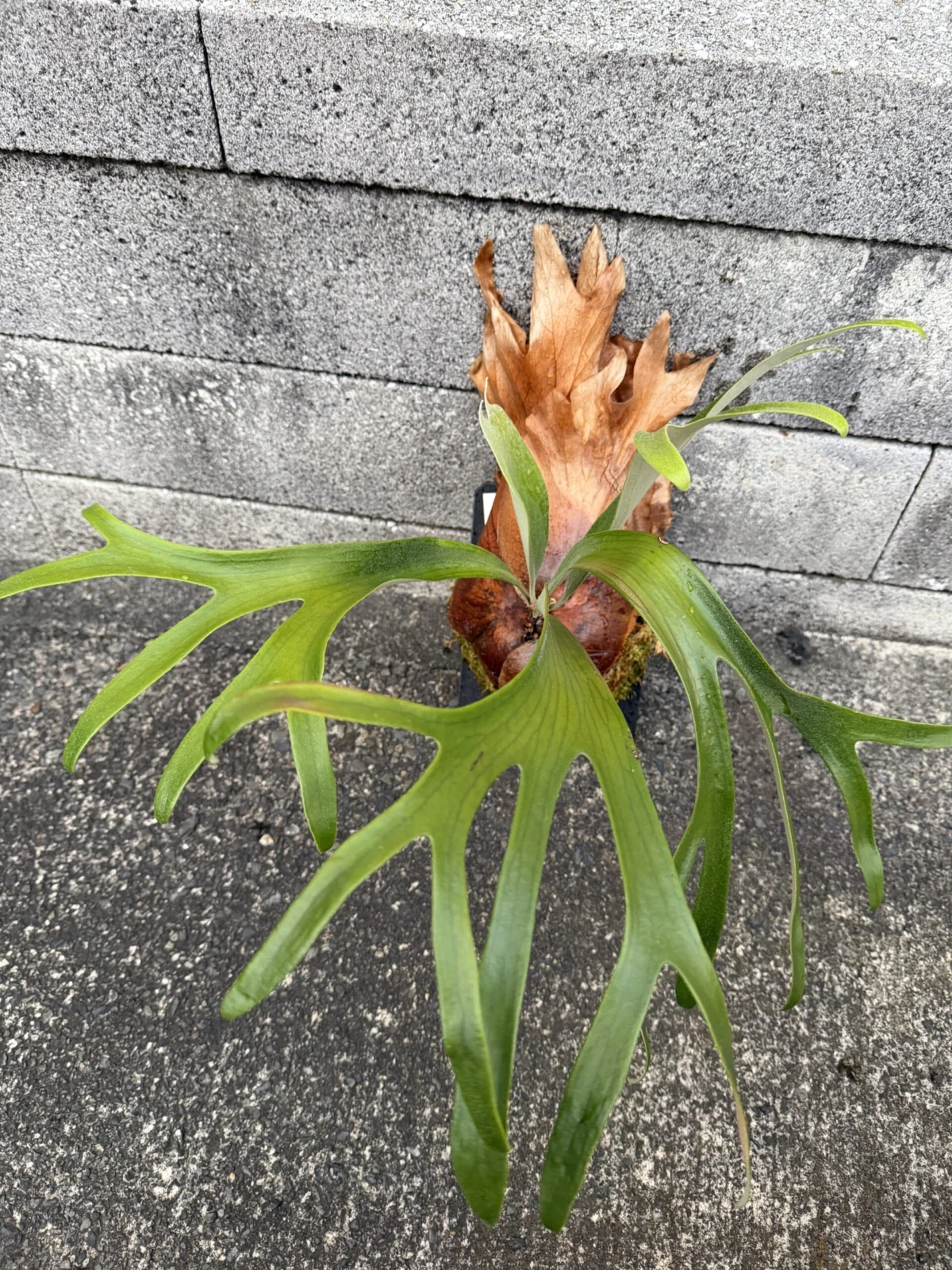 ビカクシダ　札落ち