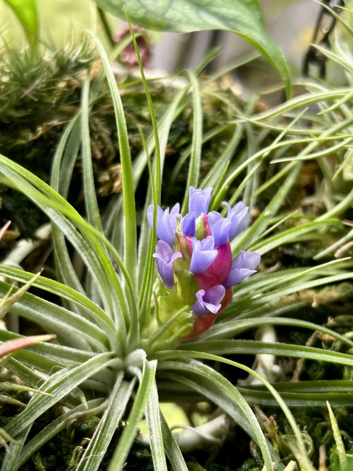 ティランジア　変わり咲