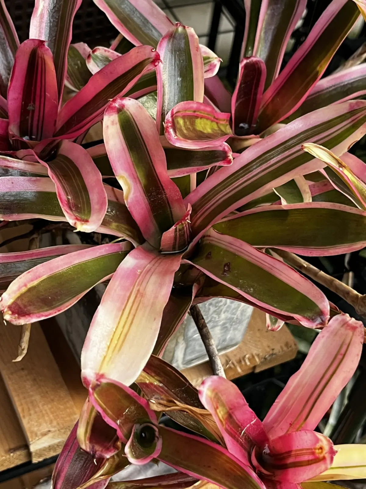 ネオレゲリア　ファイヤーボール