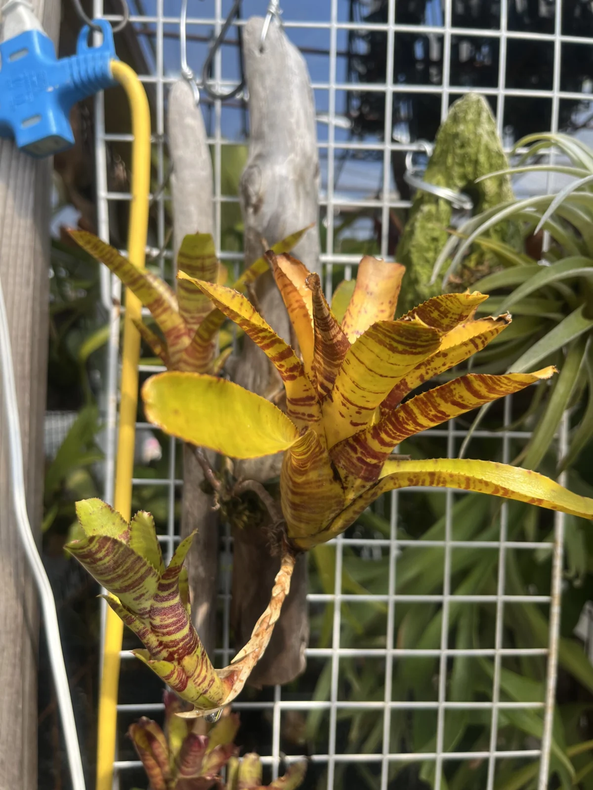 ネオレゲリア イエローゼブラ