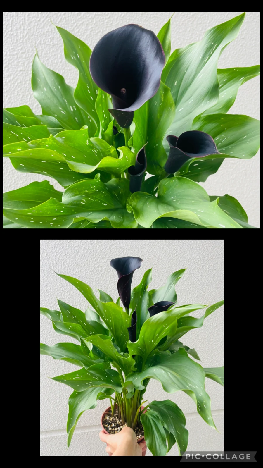 カラー ブラック 花