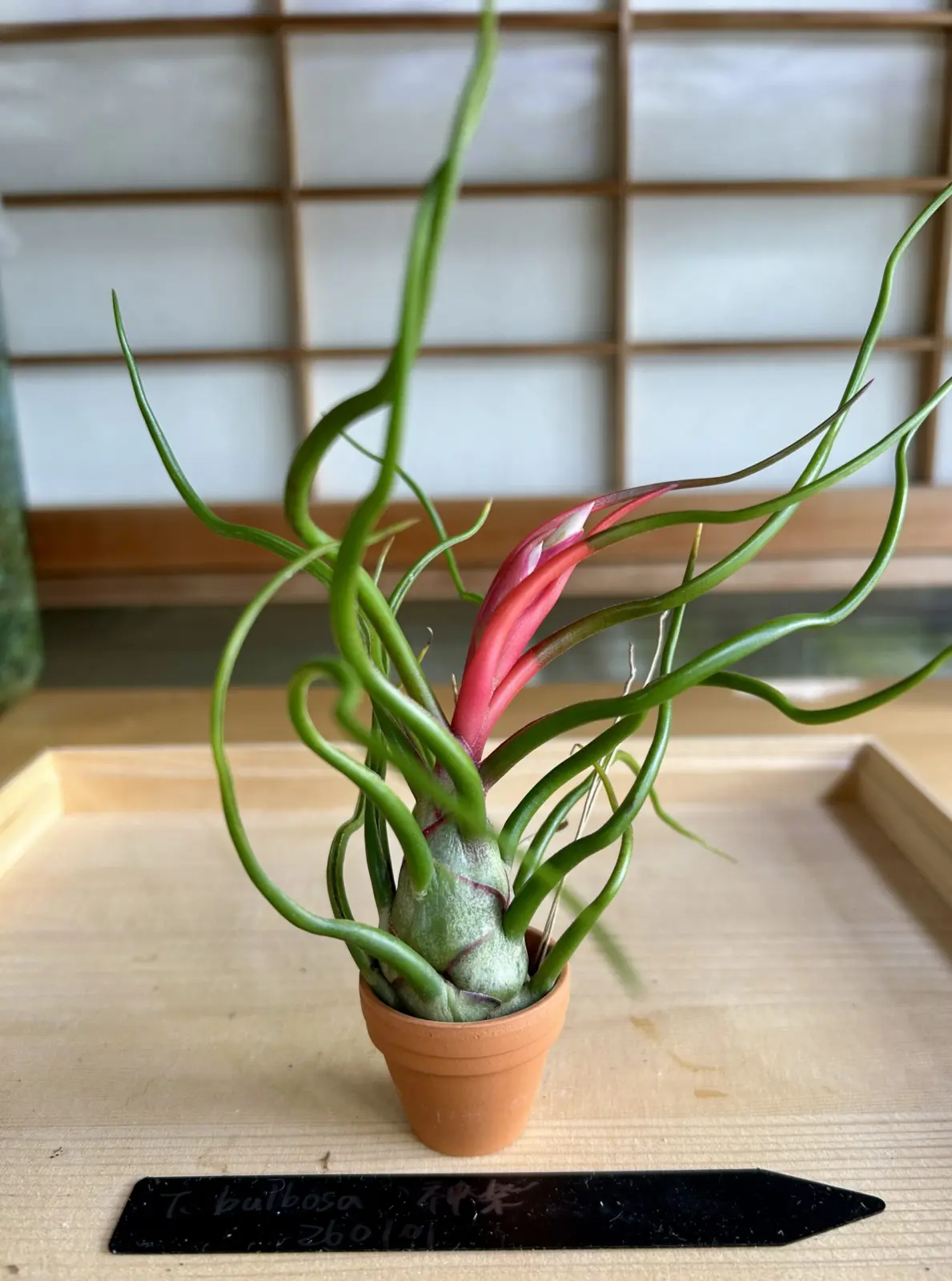 ティランジア　神楽