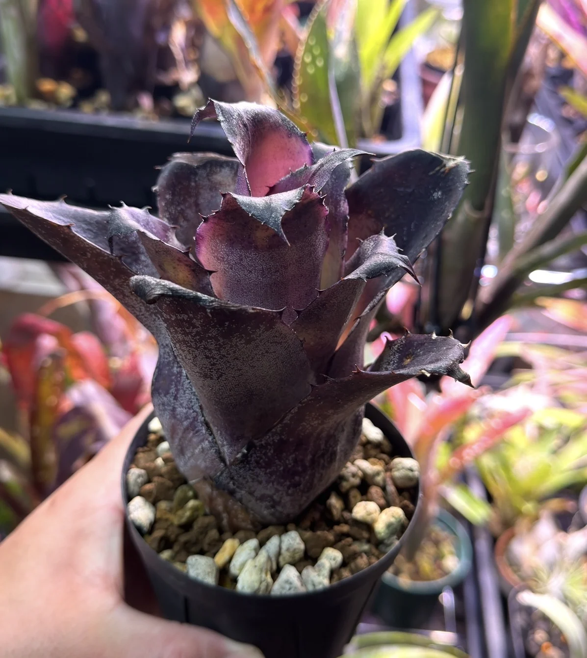 ホヘンベルギア レオポルドホルスティー ダーククローン