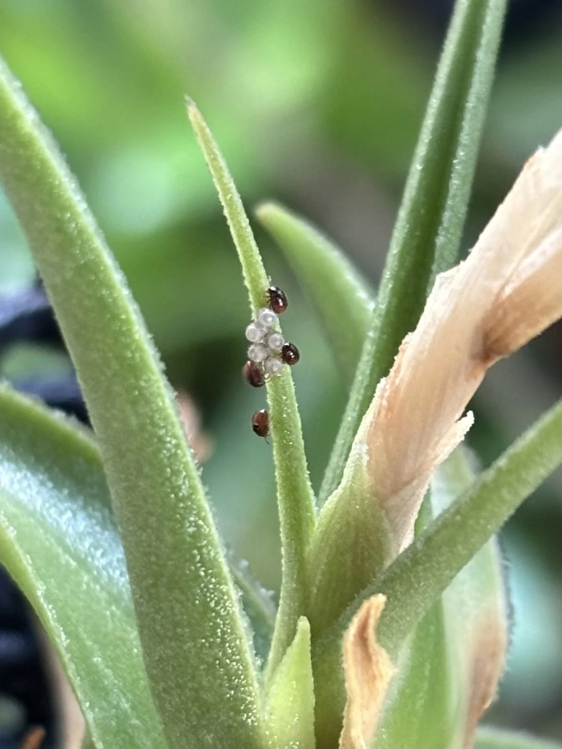 ティランジア カメムシ 孵化 虫