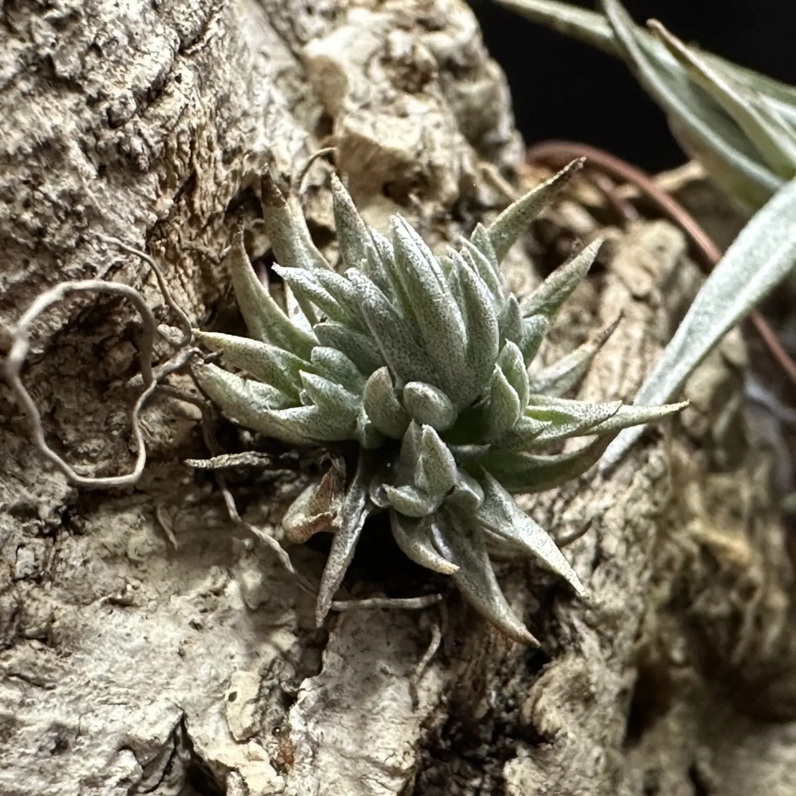 ティランジア　ピアウイエンシス