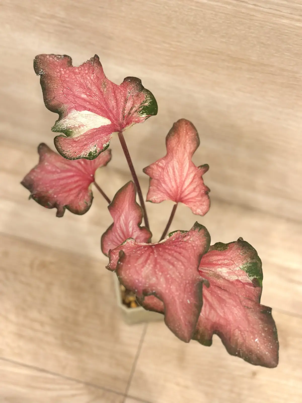 カラジウム　バイカラーフラミンゴ