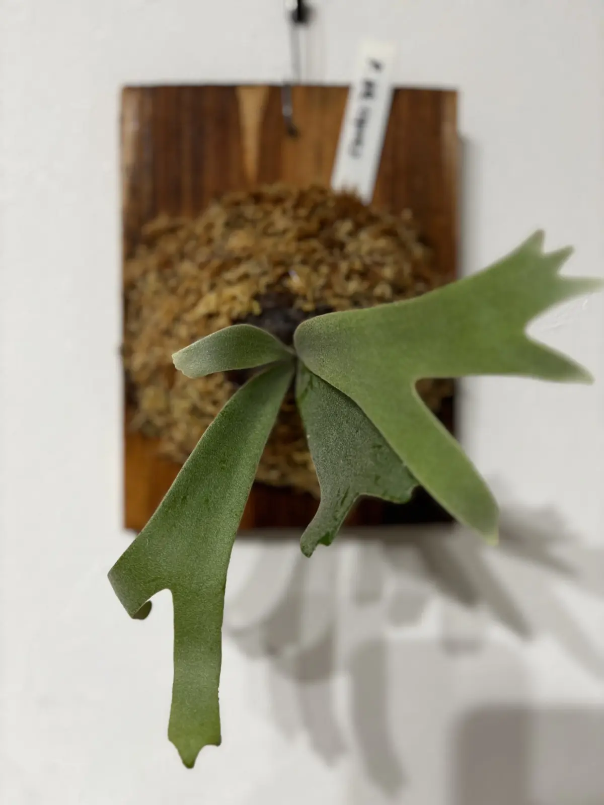 ビカクシダ　月光　