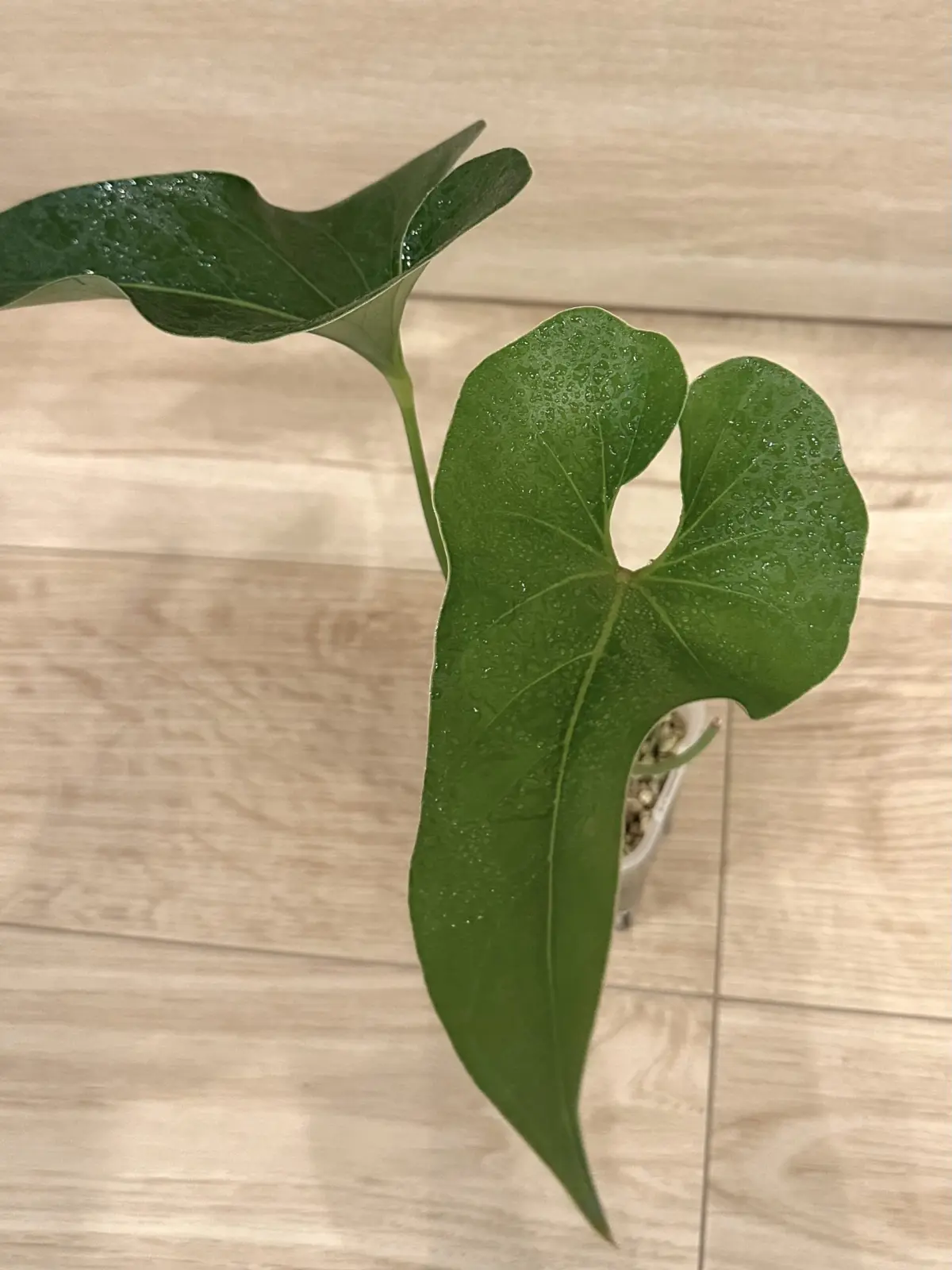 アンスリウム　ブローニー