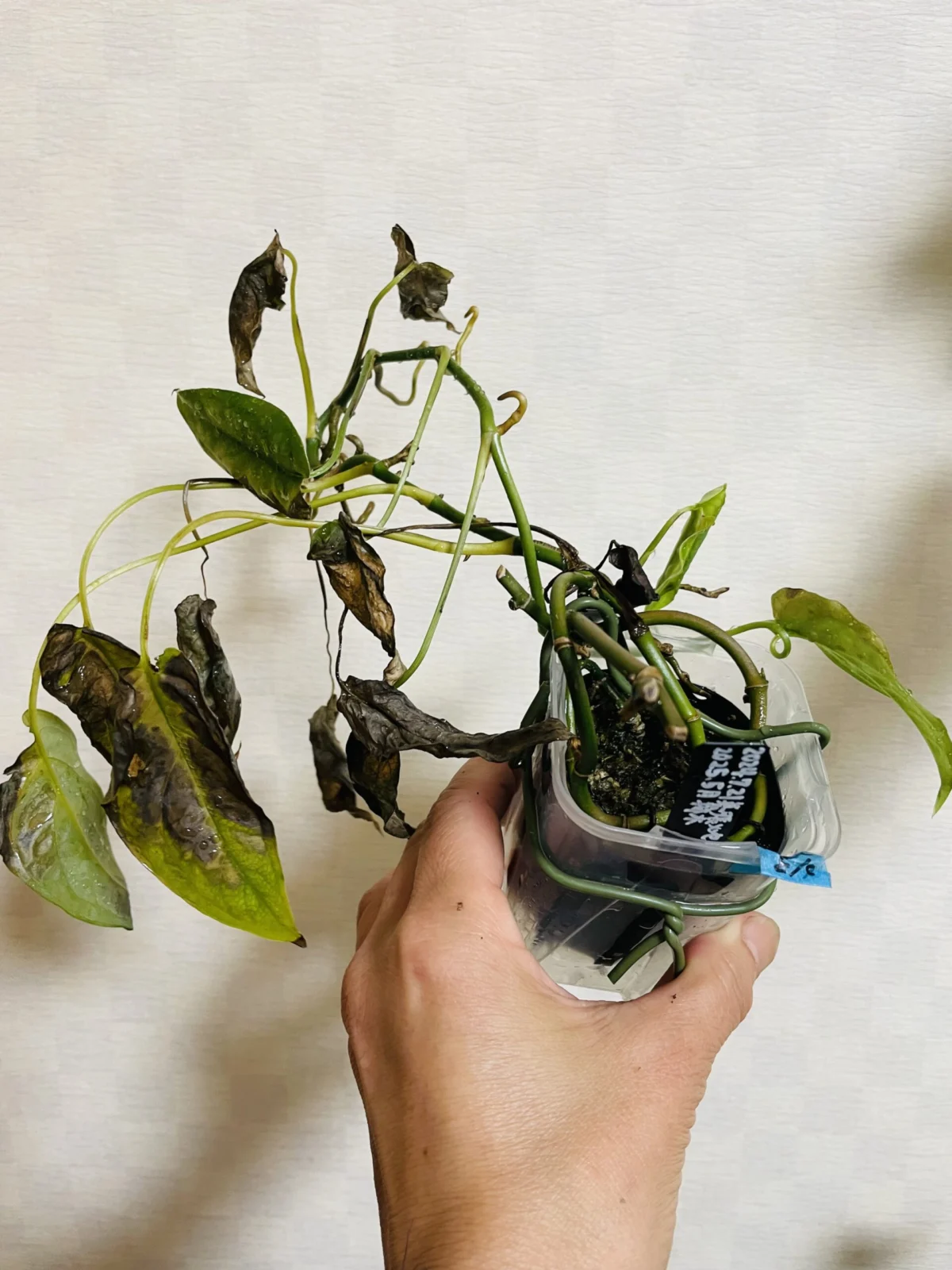 モンステラ　シルテペカナ　葉焼け