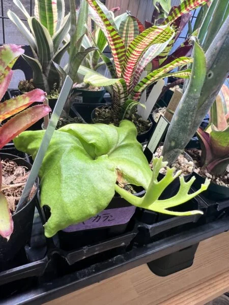 ビカクシダ　リドレイ　パカラン　カブトムシスタイル