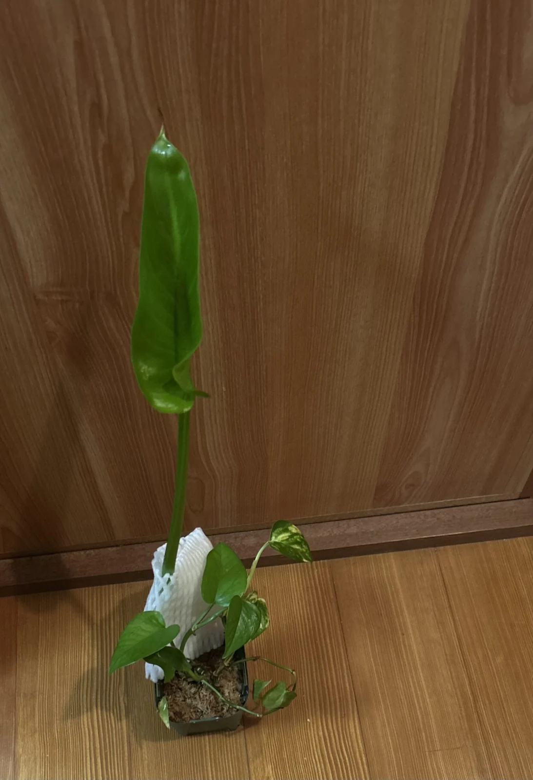 サトイモ カ フメイシュ