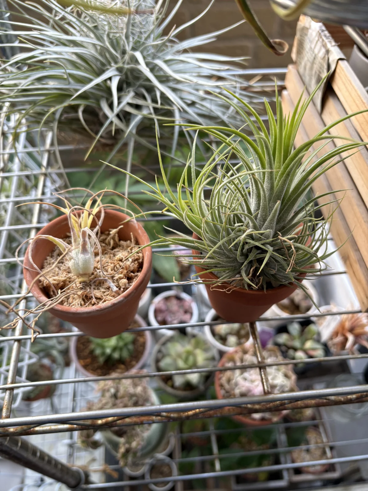 ティランジア　イオナンタ　耐寒試験　100均