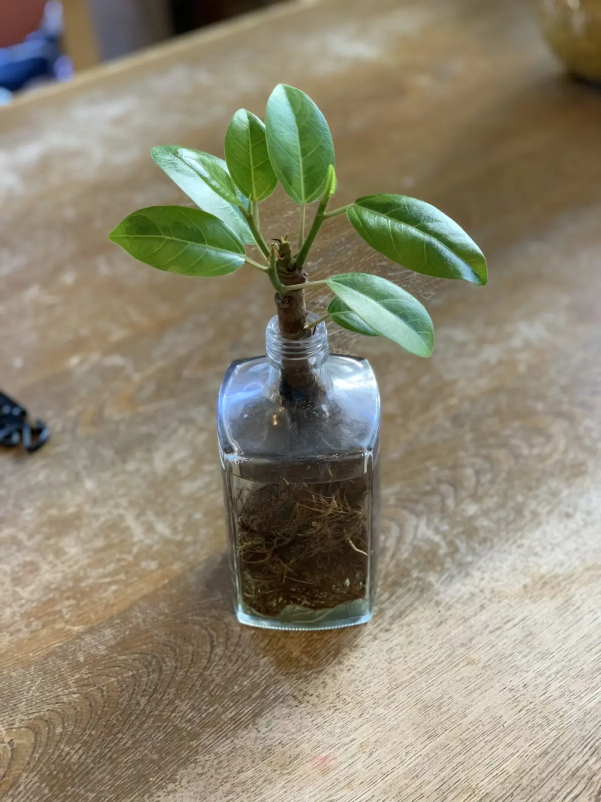 フィカスアルテシマ　水挿し