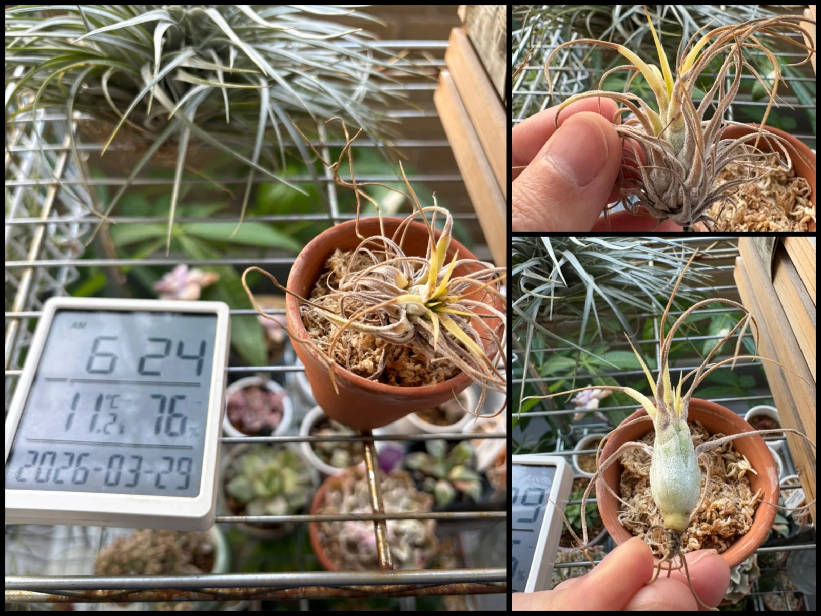 ティランジア　イオナンタ　耐寒試験　100均