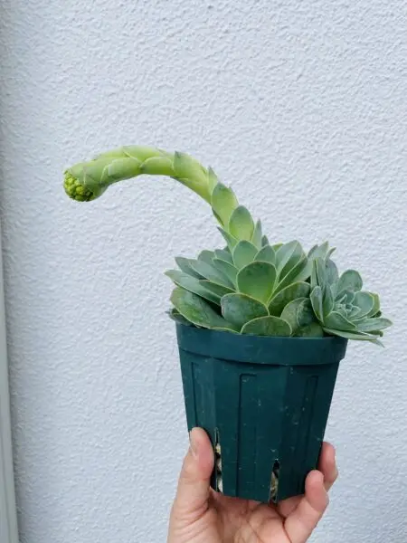 アエオニウム　グリーノビア　パンドラ　多肉植物　花