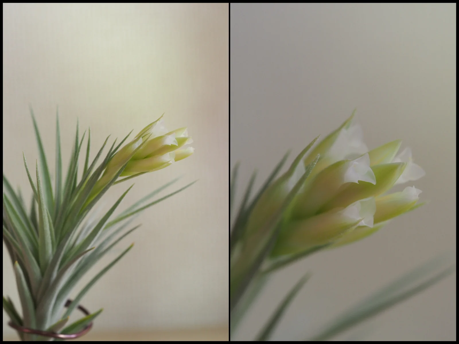 ティランジア　アエラントス　開花