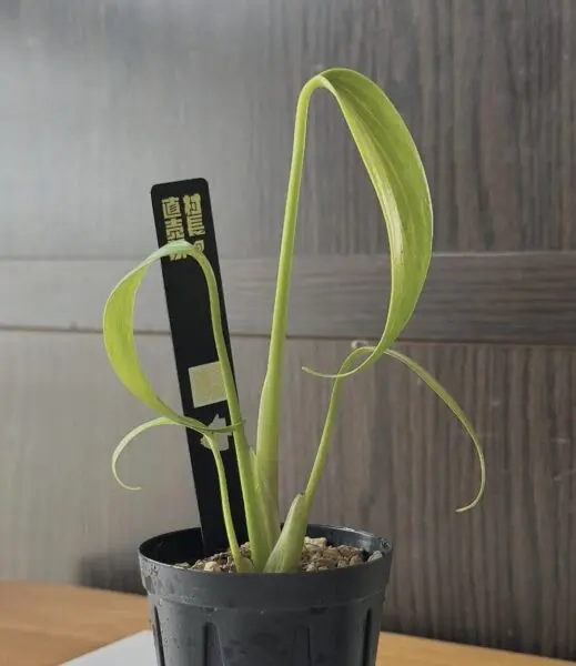 モンステラ バールマルクスフレーム