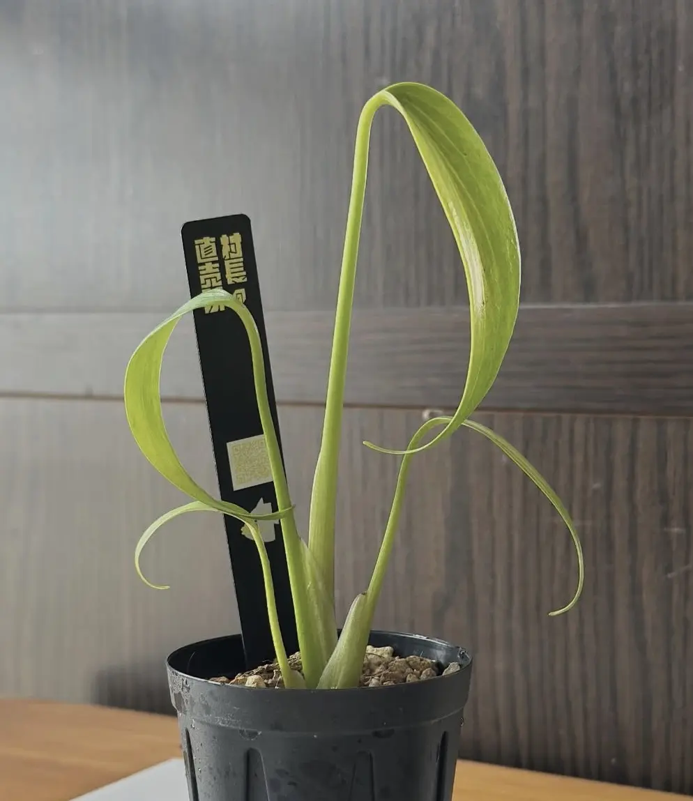 モンステラ バールマルクスフレーム