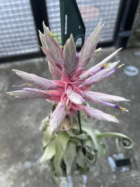ティランジア　ストレプトフィラ　花