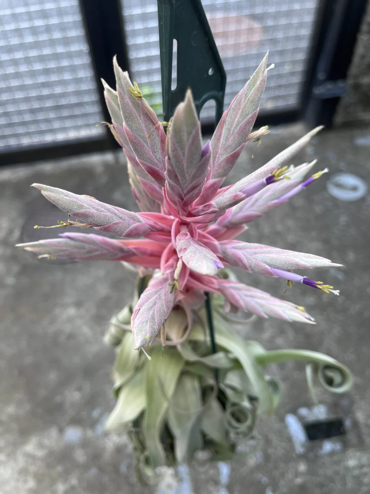 ティランジア ストレプトフィラ 花