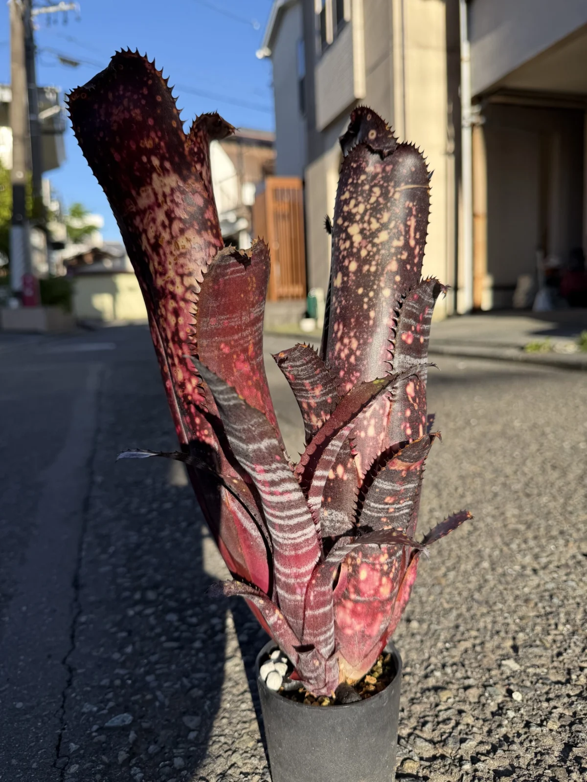 ビルベルギア オビワン