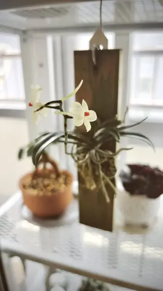 エランギス　ルテオアルバ　花
