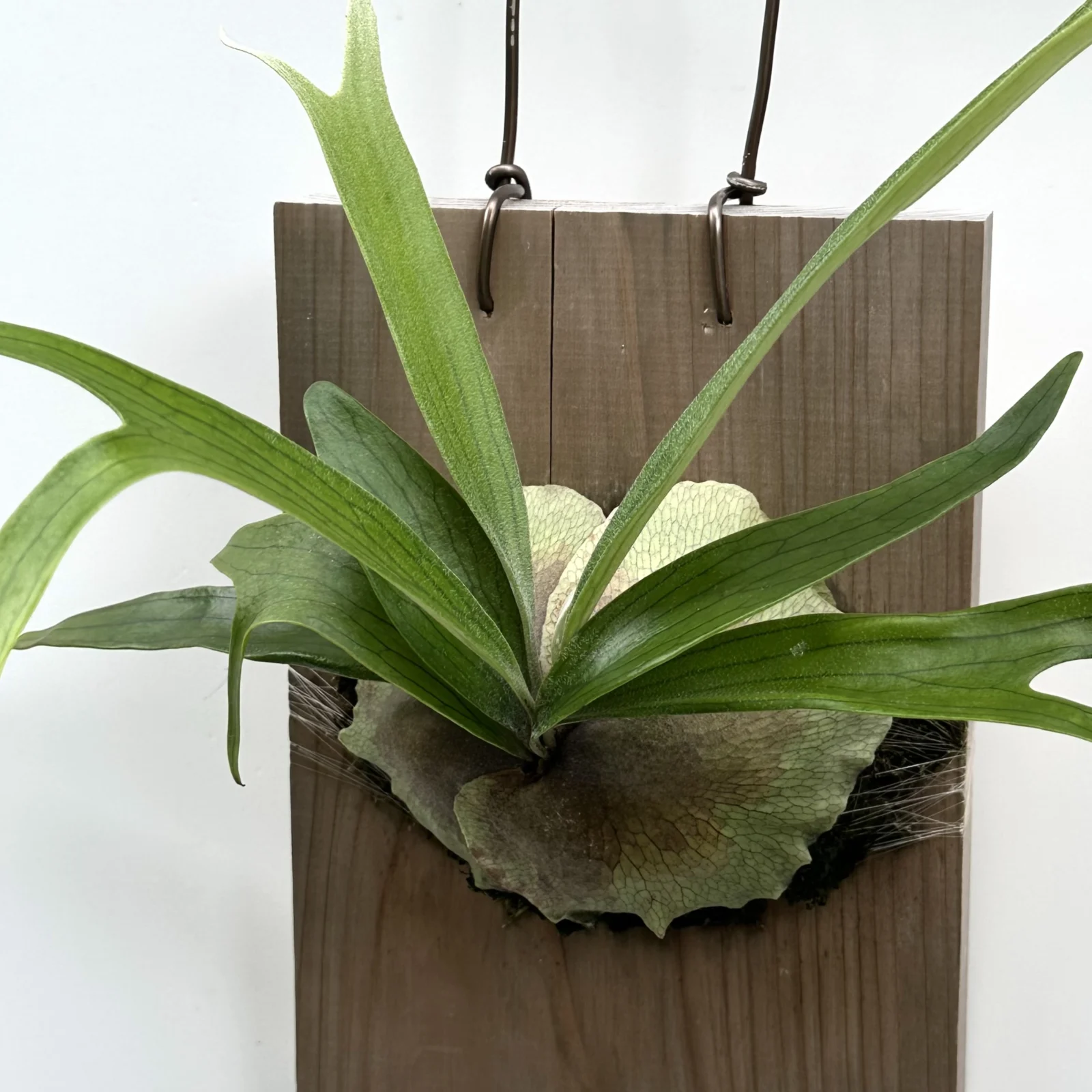 ビカクシダ – Plants Navi