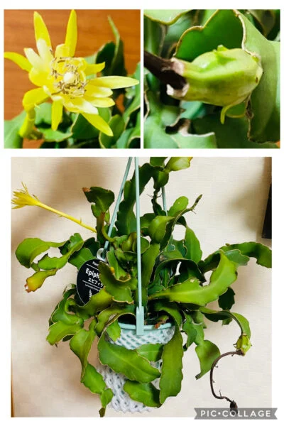 エピフィラム　花と実