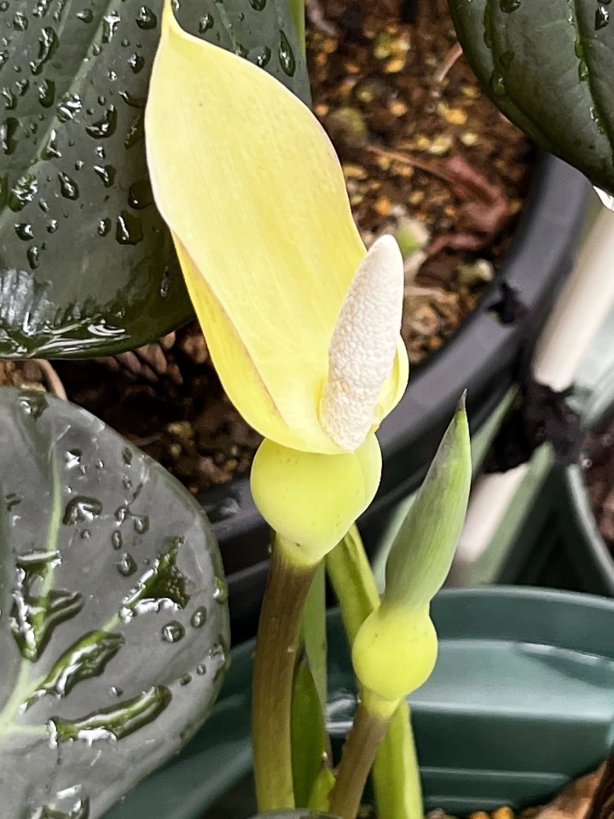 アロカシア　リーガルシールド　お花