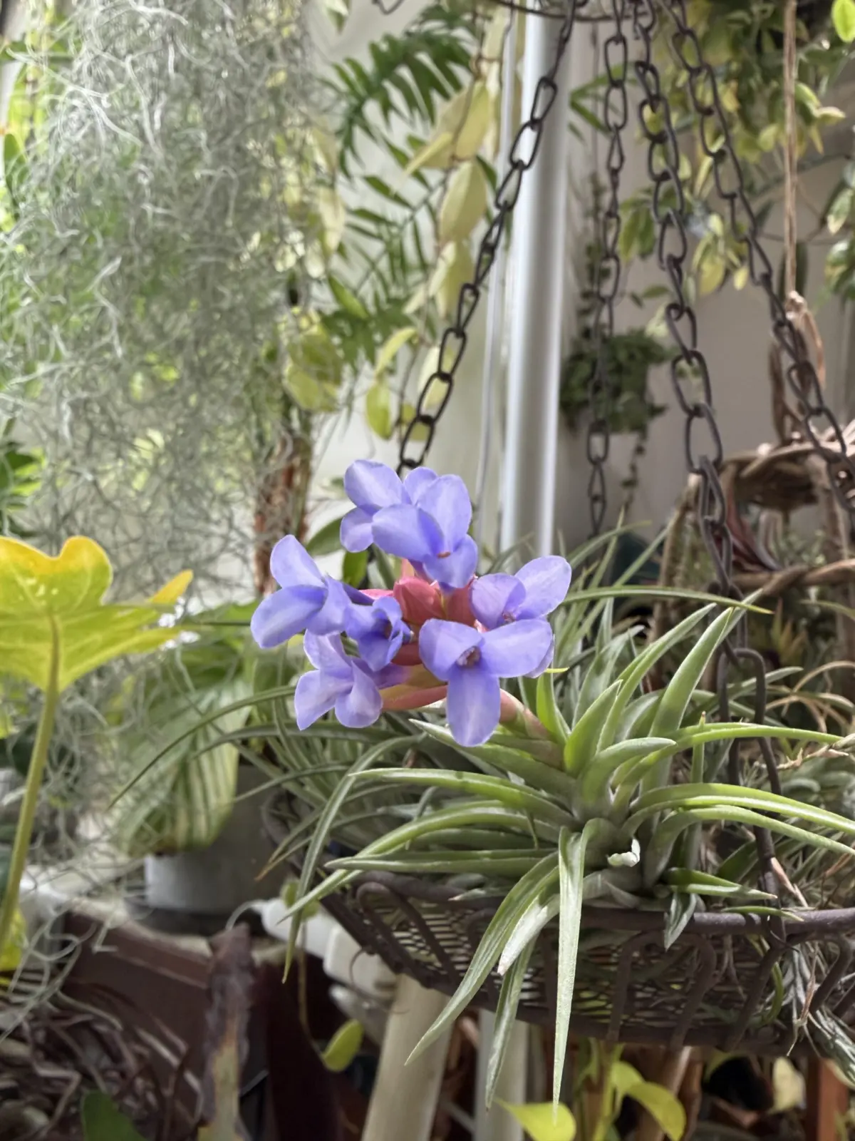 ティランジア ネグレクタ 花