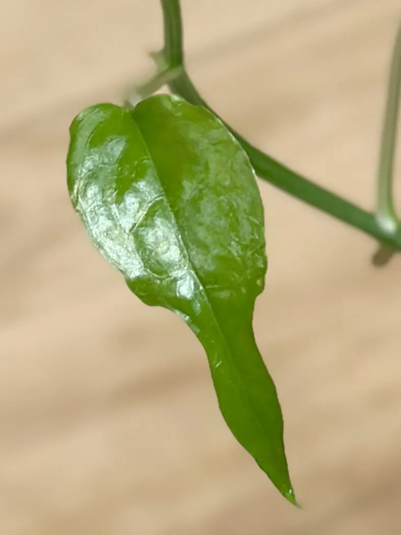 エピプレムヌム　スケルトンキー