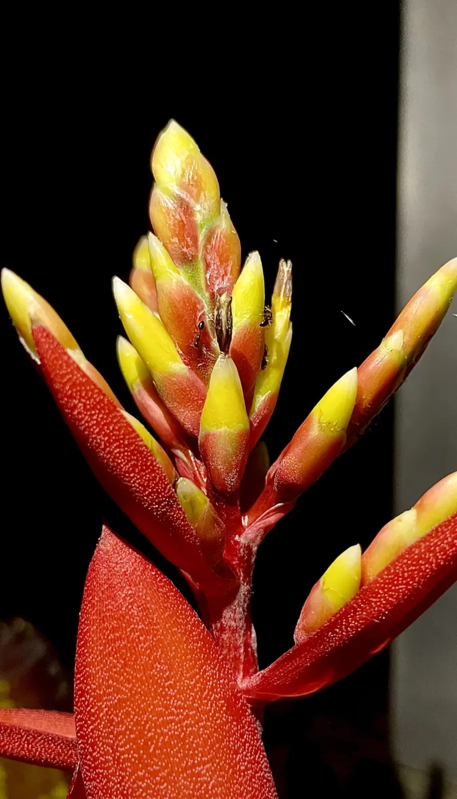 エクメア　チャンテニー　花の蜜に蟻