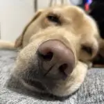 Occhinのアバター