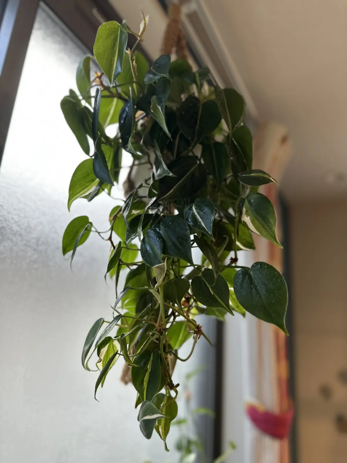 フィロデンドロン　クリームスプラッシュ