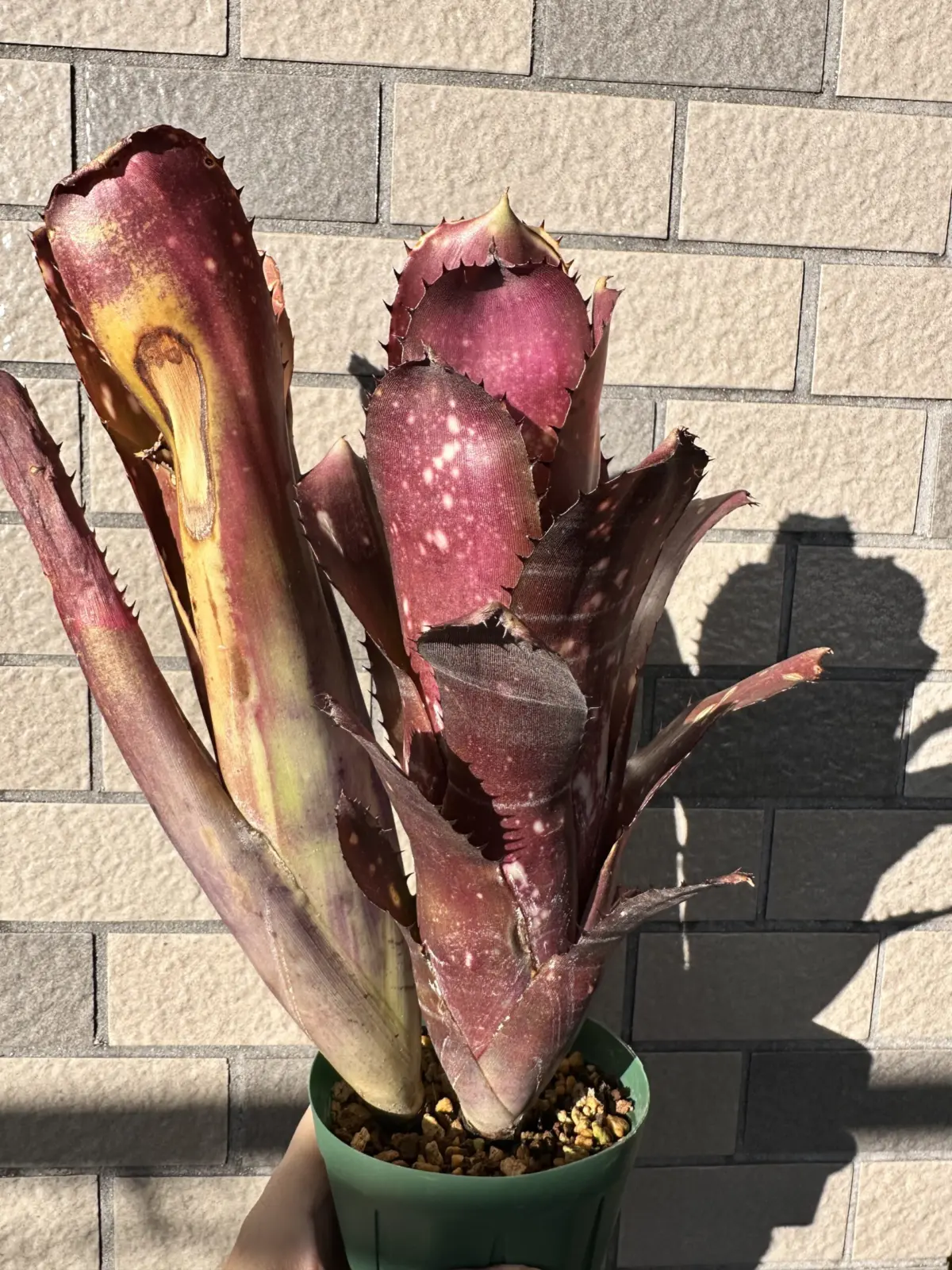 ビルベルギア　オーバージーン