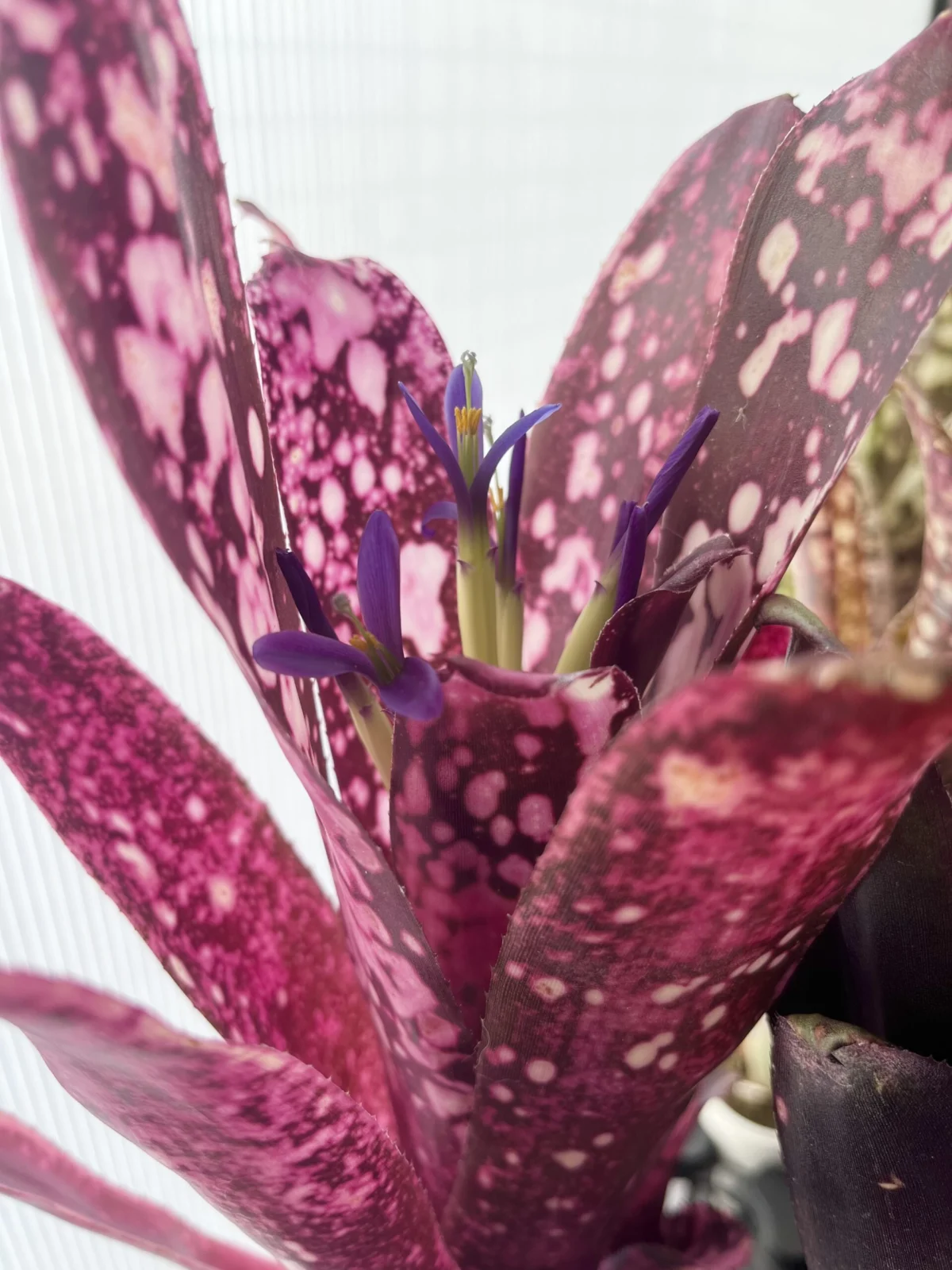 ビルベルギア ハレルヤ　花