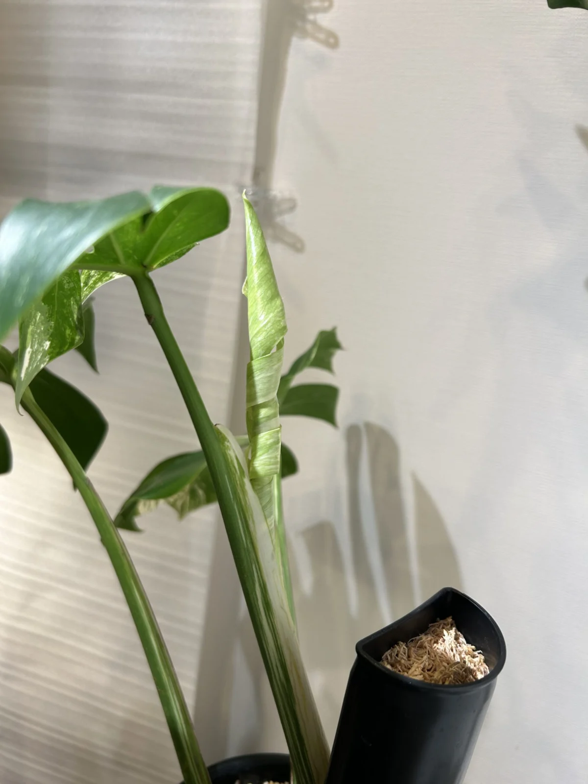 モンステラ ボルシギアナ ドリル