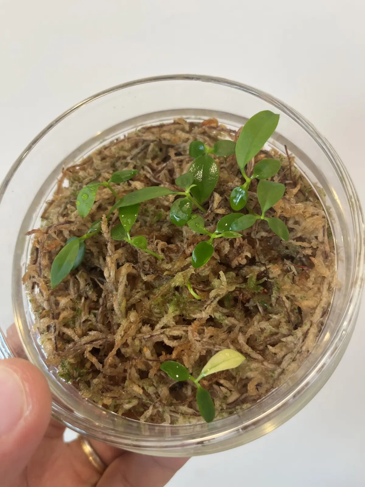 ホヤ　フィンレイソニー　種　発芽　