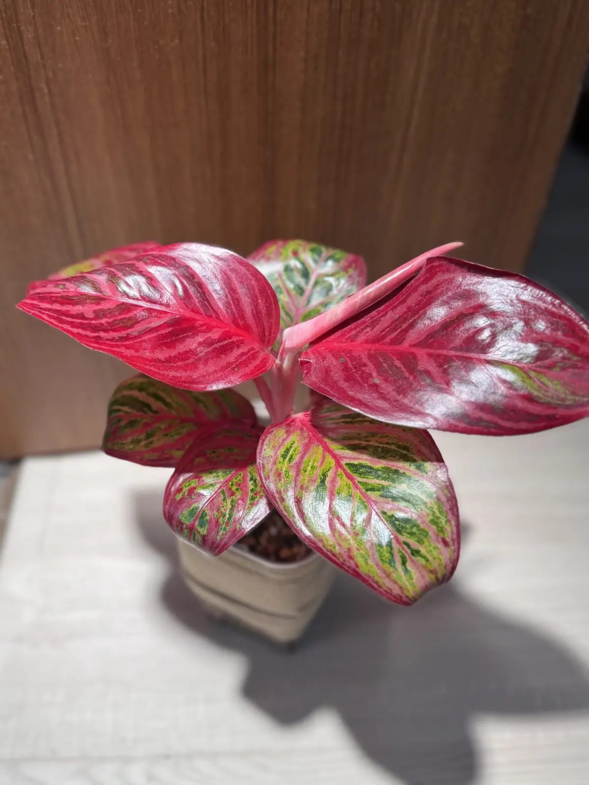 アグラオネマ レッドエメラルドドラゴン