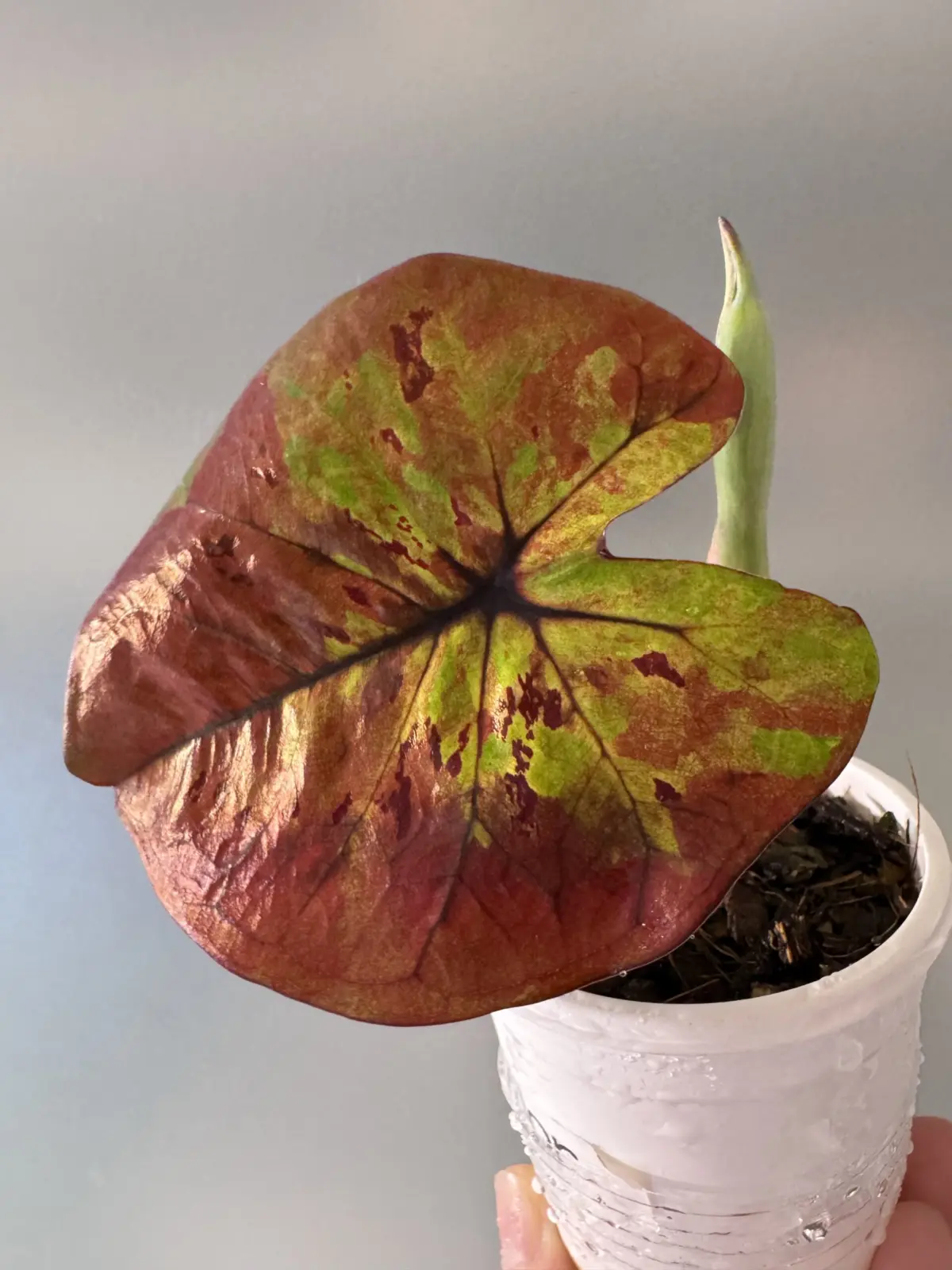 カラジウム　マルチカラー