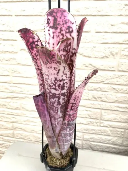 ビルベルギア　ノベナ