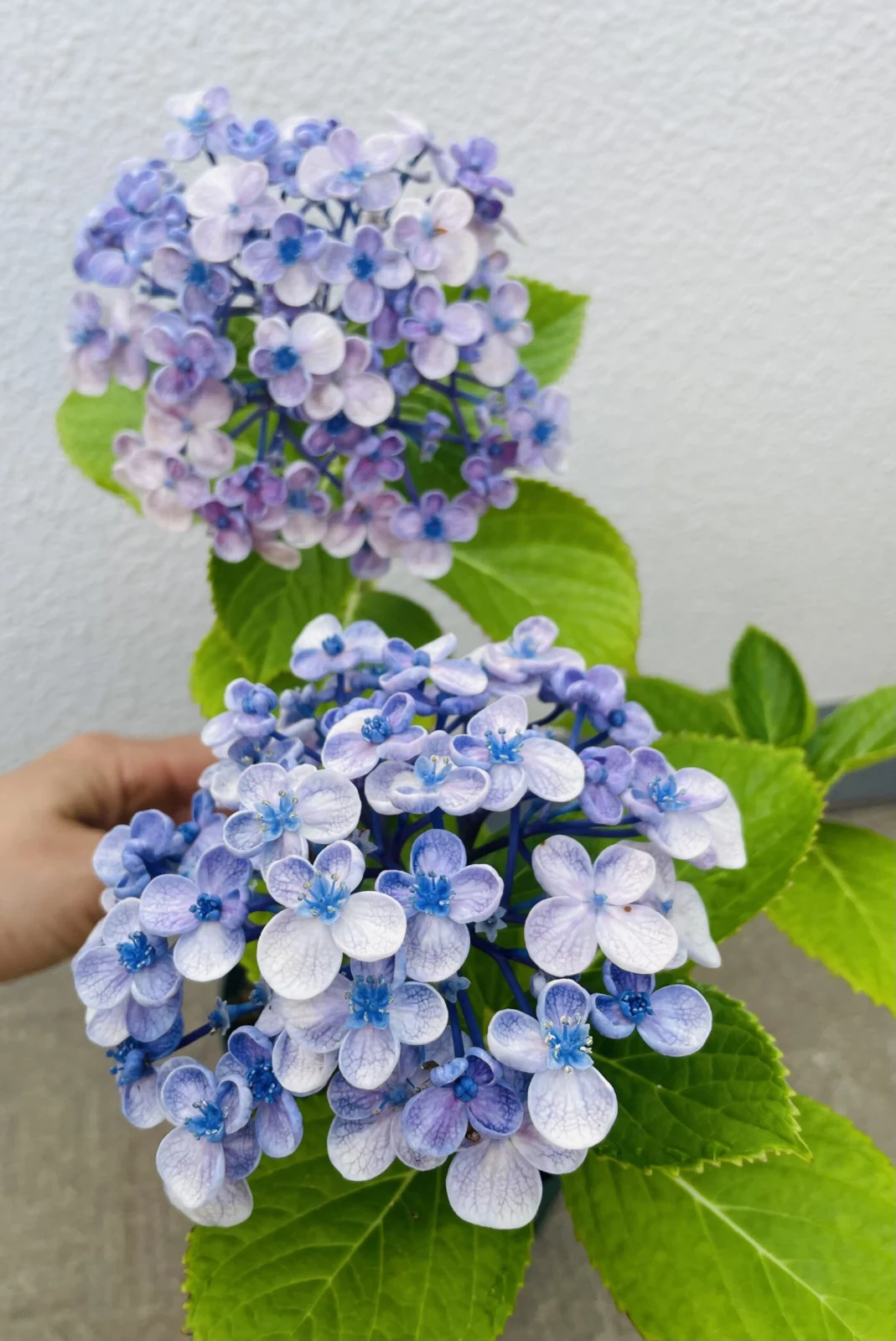 アジサイ ポップコーン 花