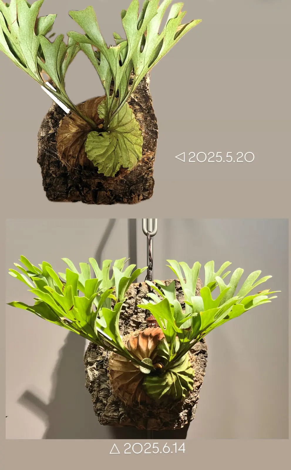 ビカクシダ / リドレイ / 成長記録