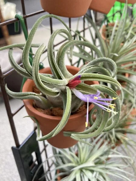 ティランジア　カプトメデューサエ　花
