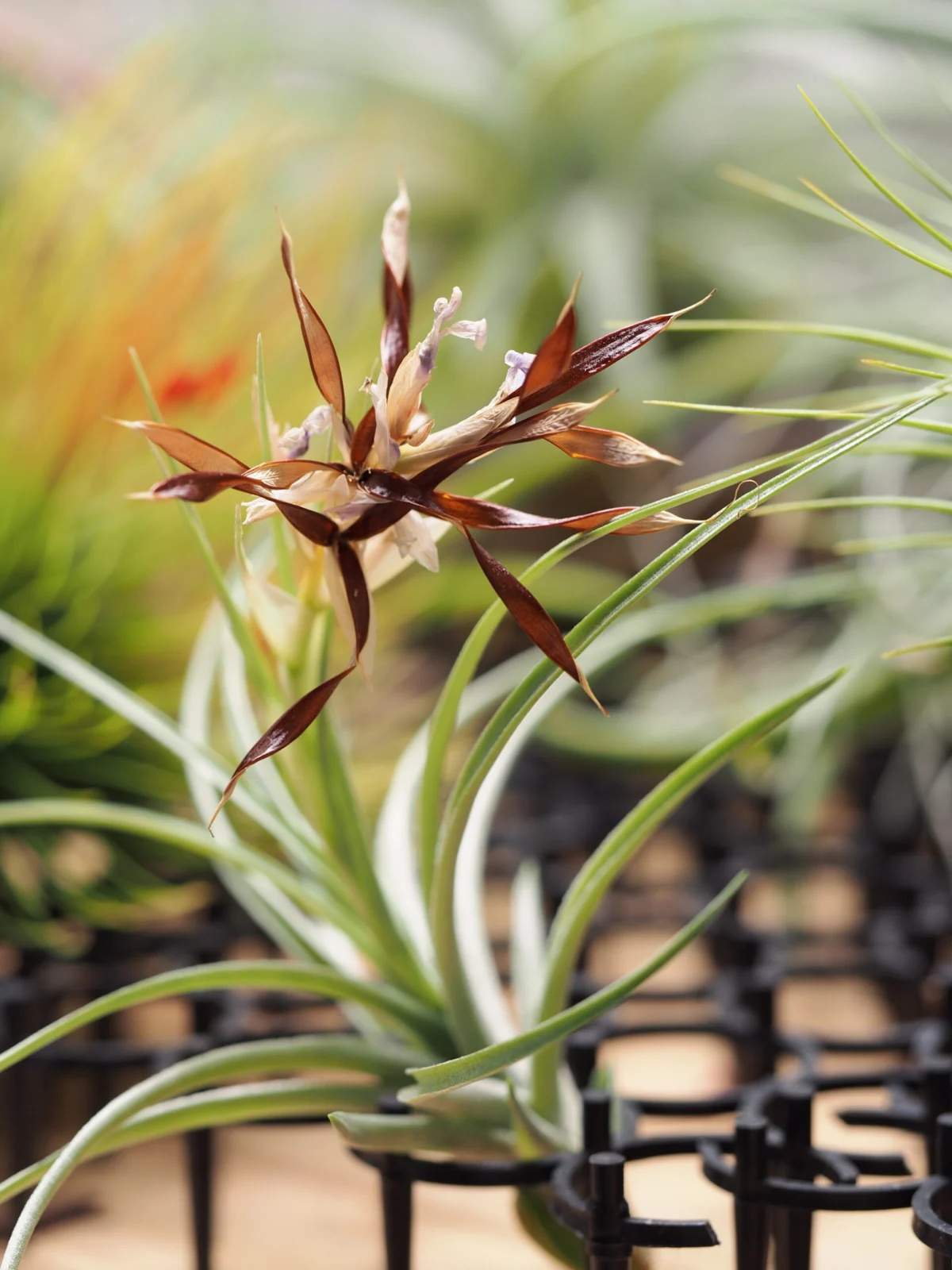 ティランジア　メテオーロロサ