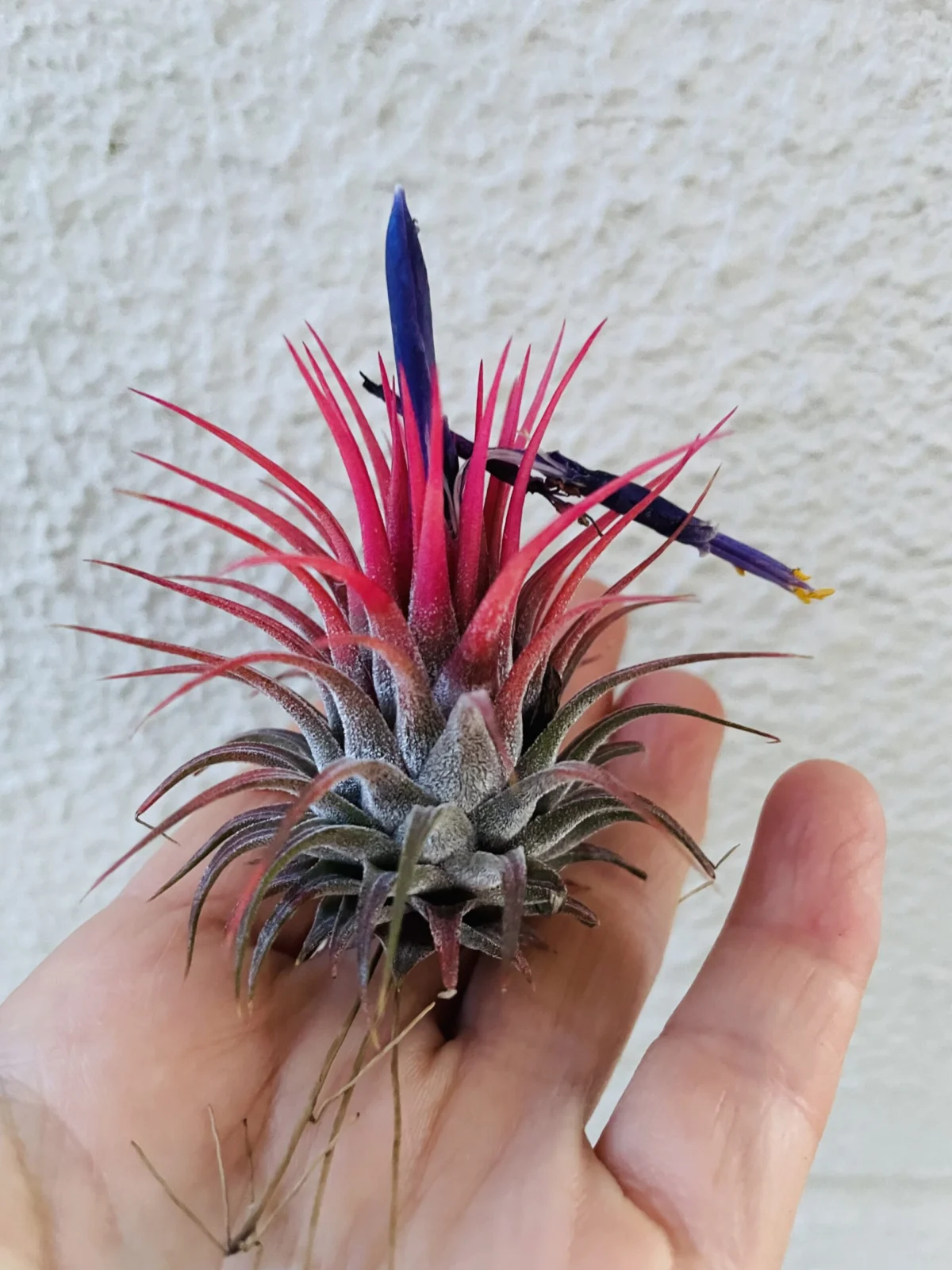ティランジア ロシータ 花 鳥害
